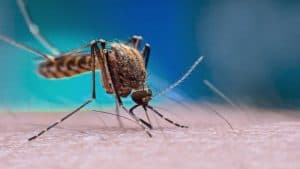 Com aumento de 546% em 2019, RN lidera número de casos de chikungunya no NE
