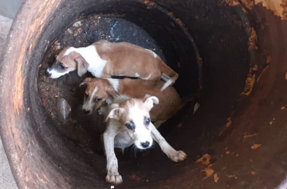MAUS TRATOS (FOTO): Guarda Municipal resgata em Natal filhotes de cães presos dentro de tonel oxidado