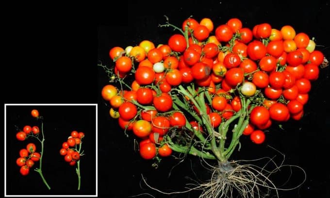 Cientistas criam tomates super-resistentes para cultivo em áreas urbanas ou até no espaço