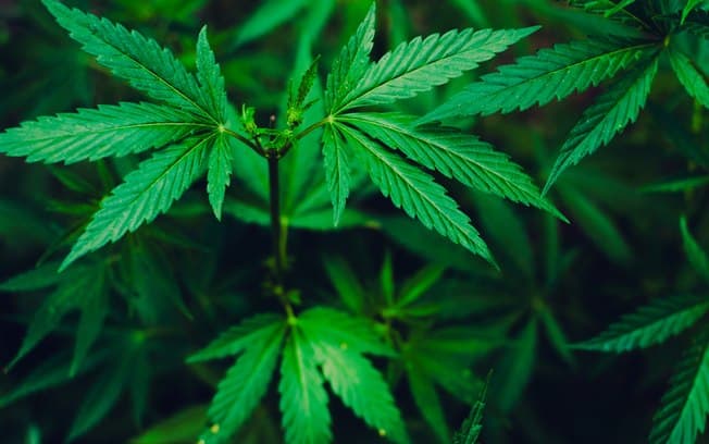 Mulher garante que spray de cannabis melhorou - e muito - sua vida sexual