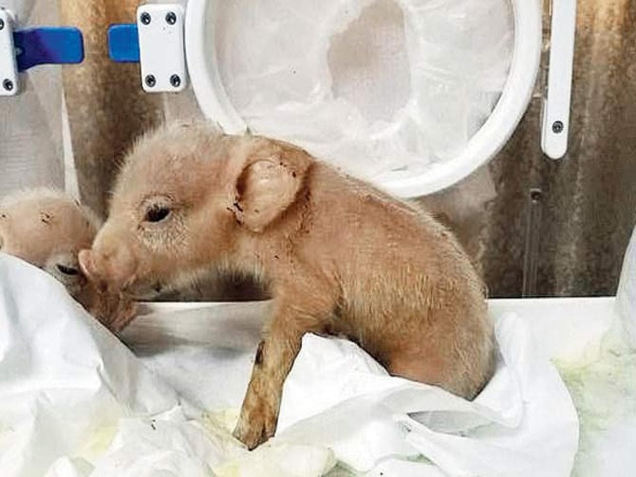 Primeiro híbrido de macaco com porco nasce em laboratório da China