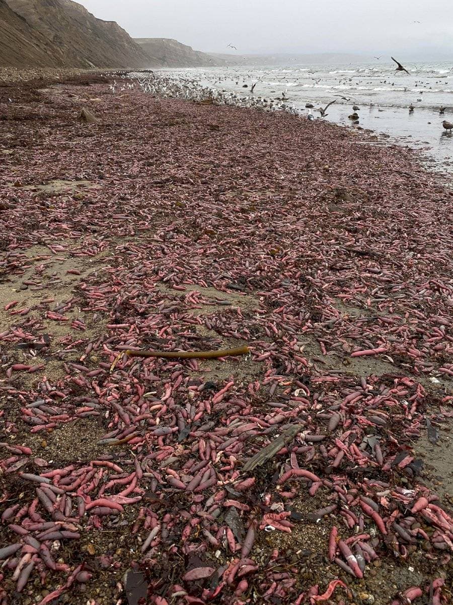 Praia na Califórnia é invadida por milhares de peixes-pênis com 25 cm