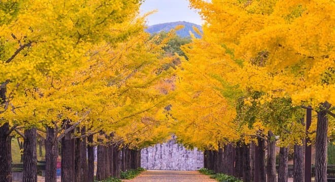 Ginkgo biloba: qual o segredo da árvore para viver mais de mil anos e o que médicos dizem sobre seu consumo