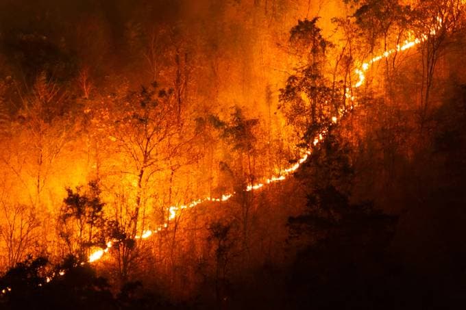 Fogo controlado pode ajudar a evitar incêndios florestais, diz estudo; entenda técnica