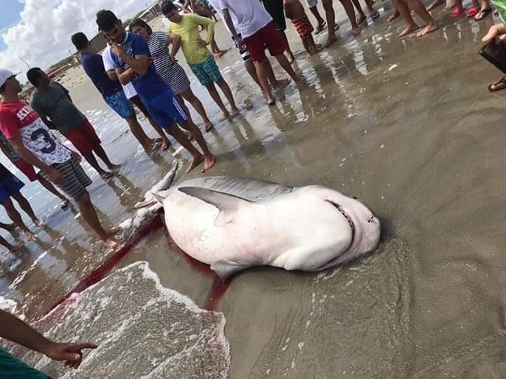 Tubarão morre no litoral do RN após ficar preso em rede de pesca