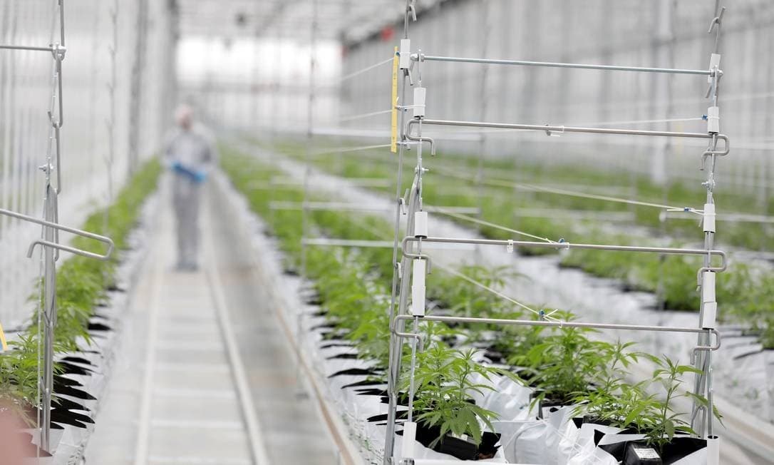 Empresários apostam na criação de negócios com cannabis no Brasil