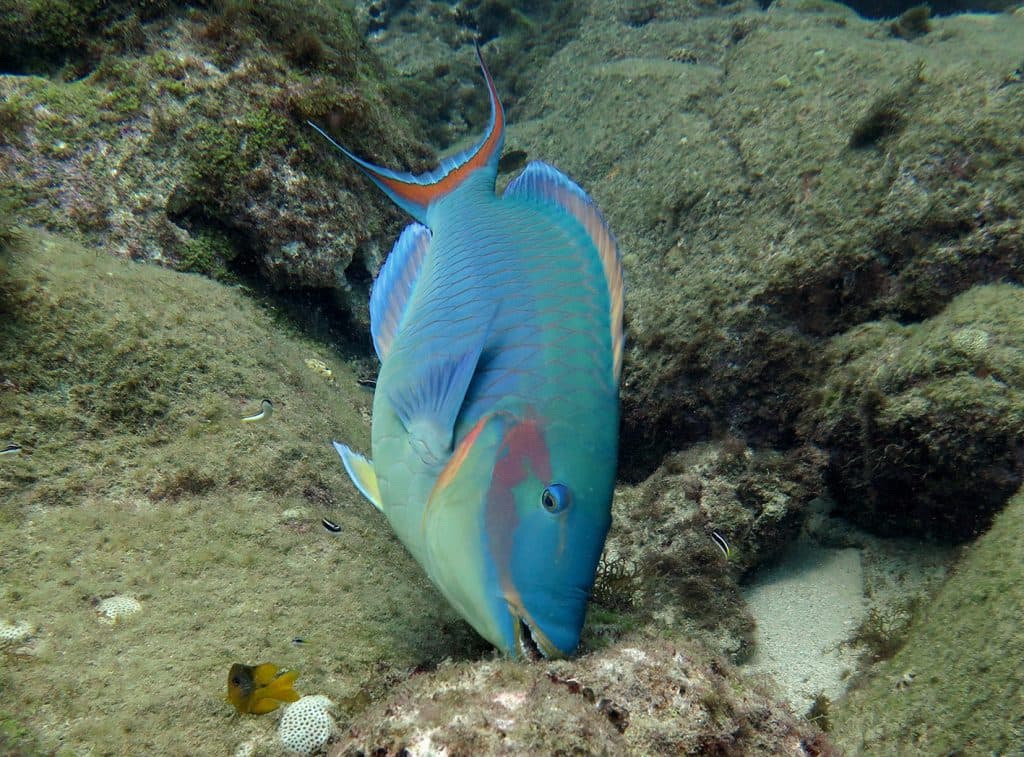 Estudo da UFRN alerta para mudanças drásticas no oceano Atlântico em 2050; ameaça aos parrachos no RN, piscinas naturais em PE e até o Caribe, na América Central