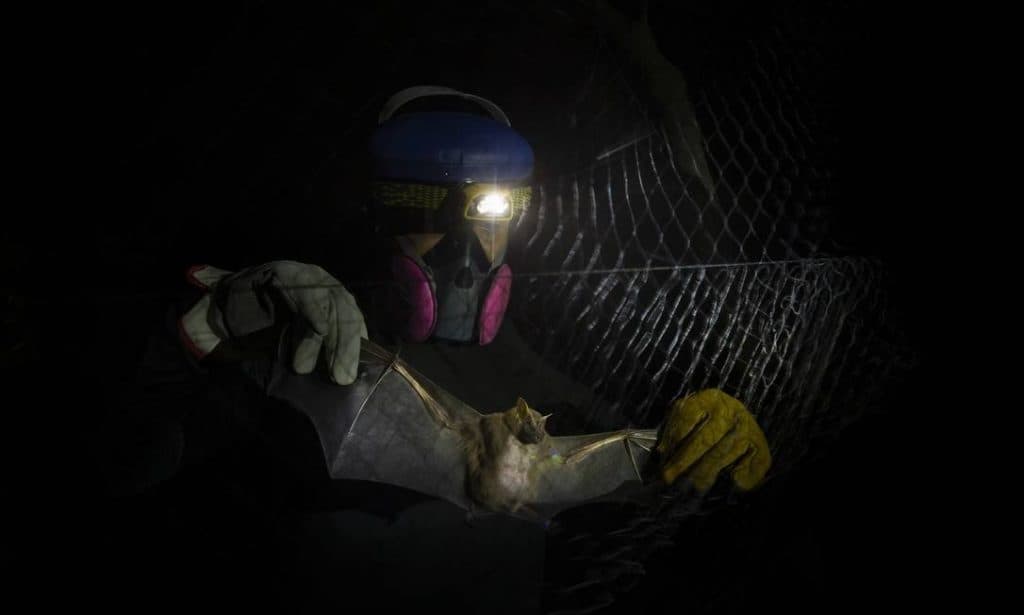 Cientistas da Fiocruz caçam morcegos para barrar nova pandemia