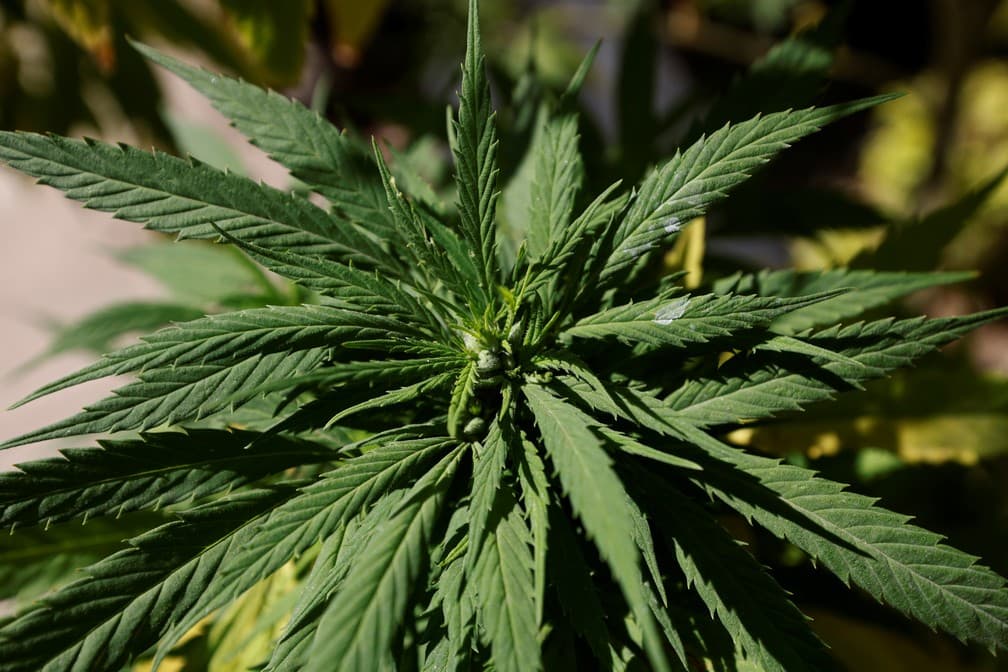 Câmara dos EUA aprova descriminalizar maconha em todo o país; texto vai ao Senado