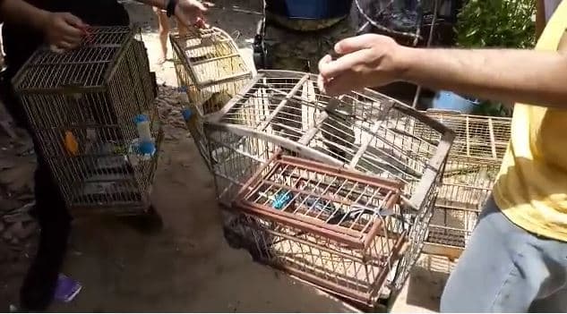 Semurb desocupa Área de Proteção Permanente na Zona Norte de Natal e resgata aves silvestres