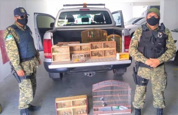 FOTO: Guarda Municipal resgata 70 aves da mata atlântica e caatinga em feira na Zona Norte de Natal