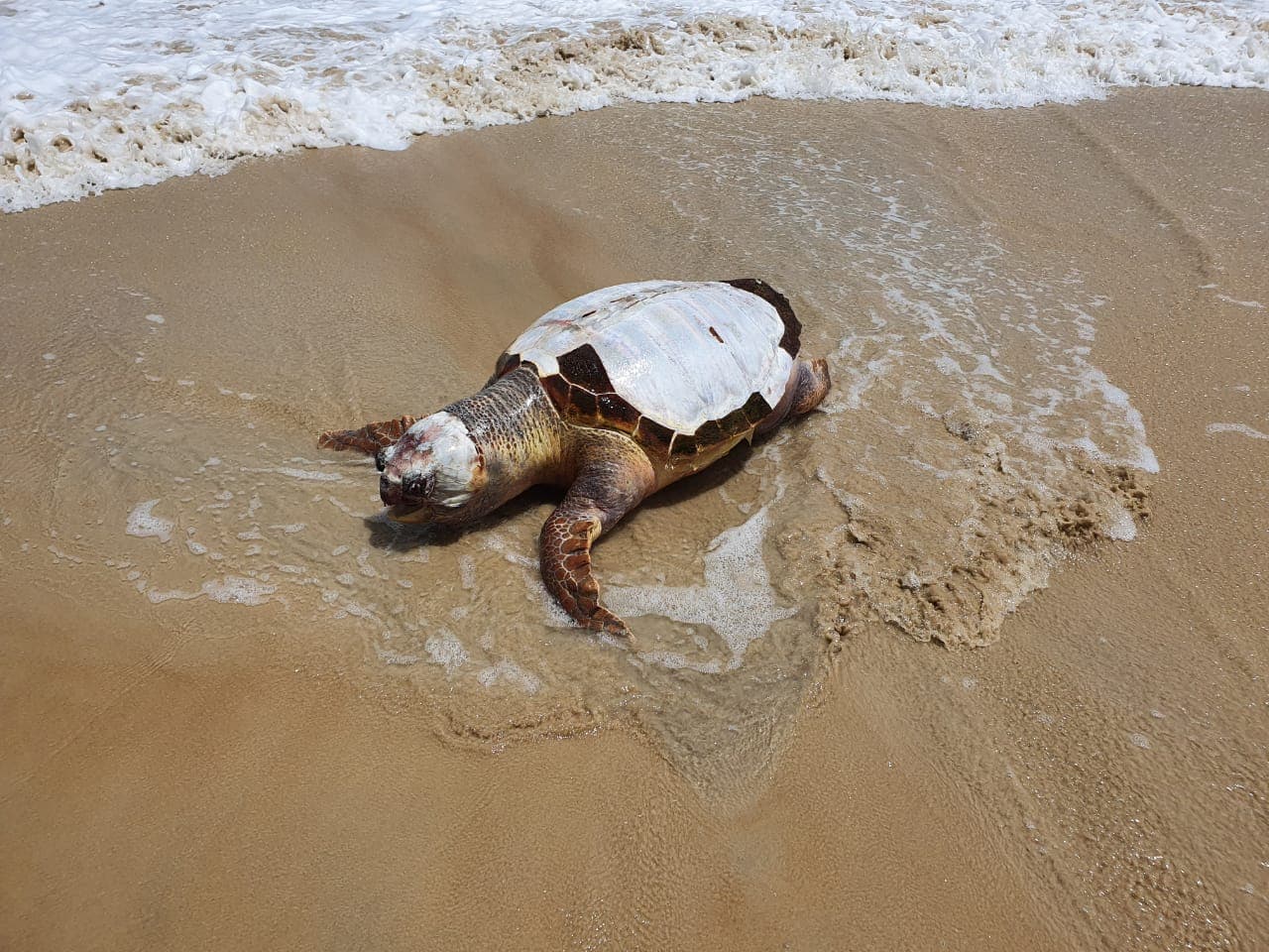 FOTOS: Tartaruga gigante é encontrada sem vida no litoral sul potiguar