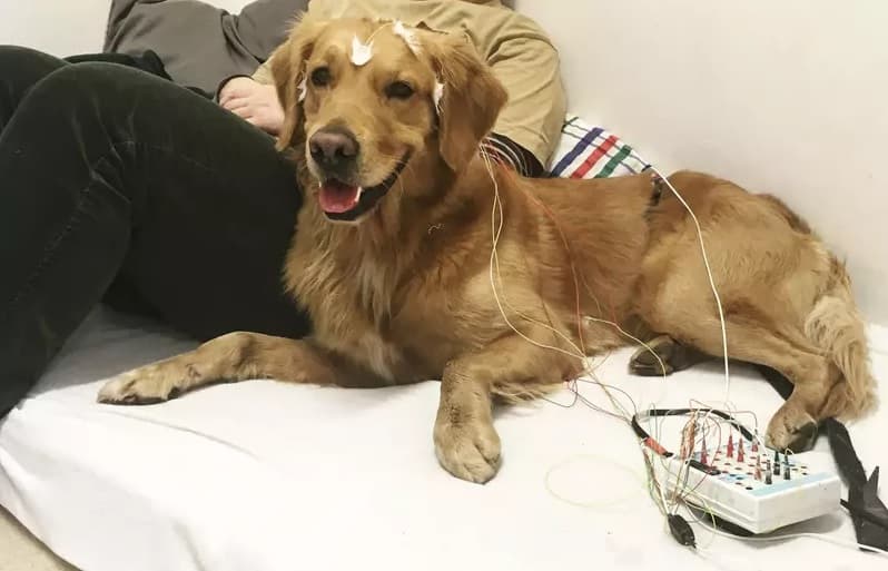 Exercício ilegal da Medicina Veterinária passa a ser crime no Brasil