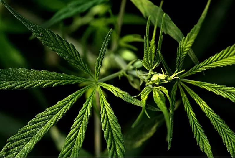 Site de avaliações de cannabis fecha acordo de US$1,5 bilhão para abrir capital