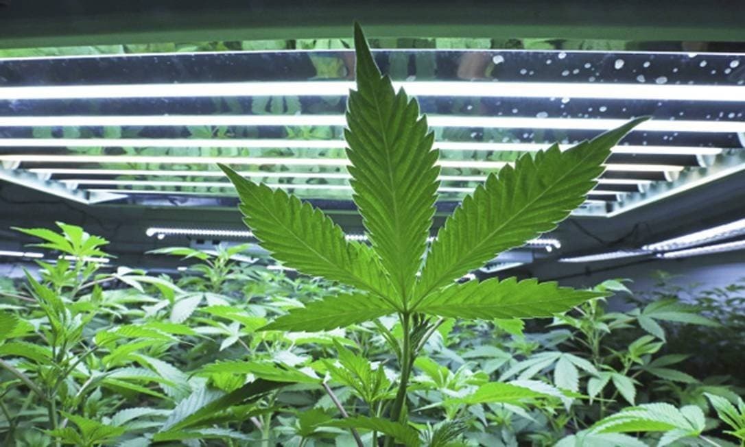 Anvisa nega pedido da Unicamp a estudo com cultivo de Cannabis