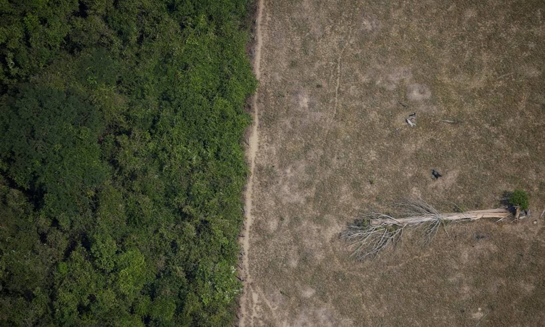 ONU afirma que Amazônia corre o risco de virar savana