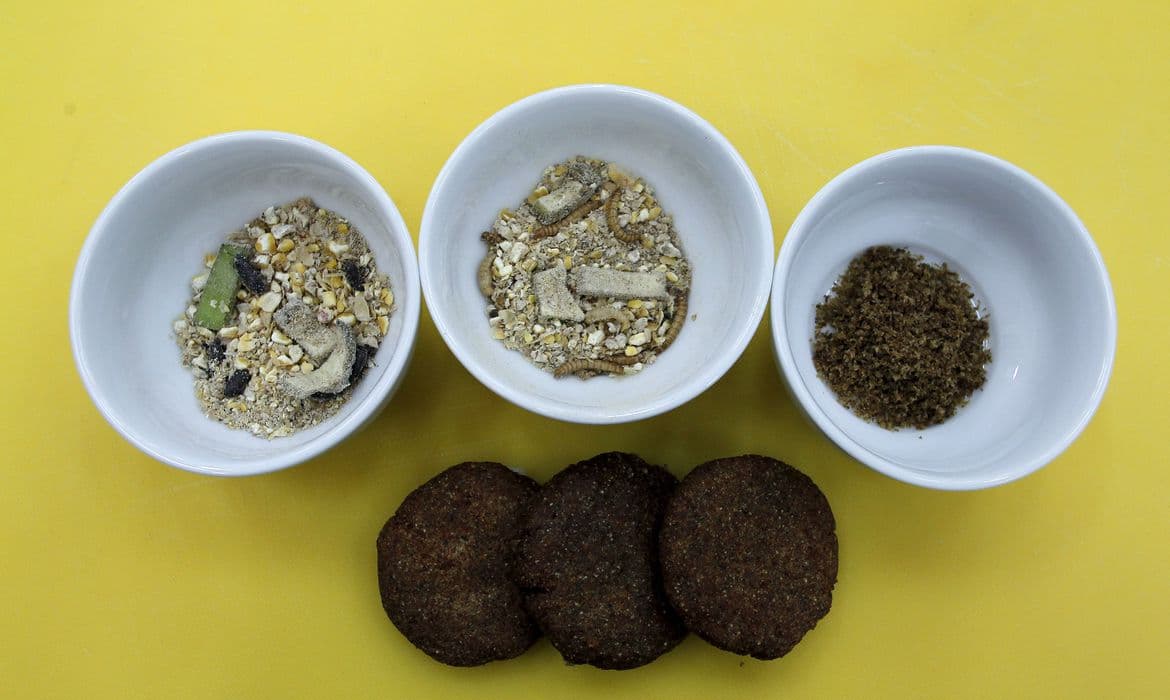 "NOVOS ALIMENTOS": União Europeia aprova primeiro produto derivado de insetos para consumo humano