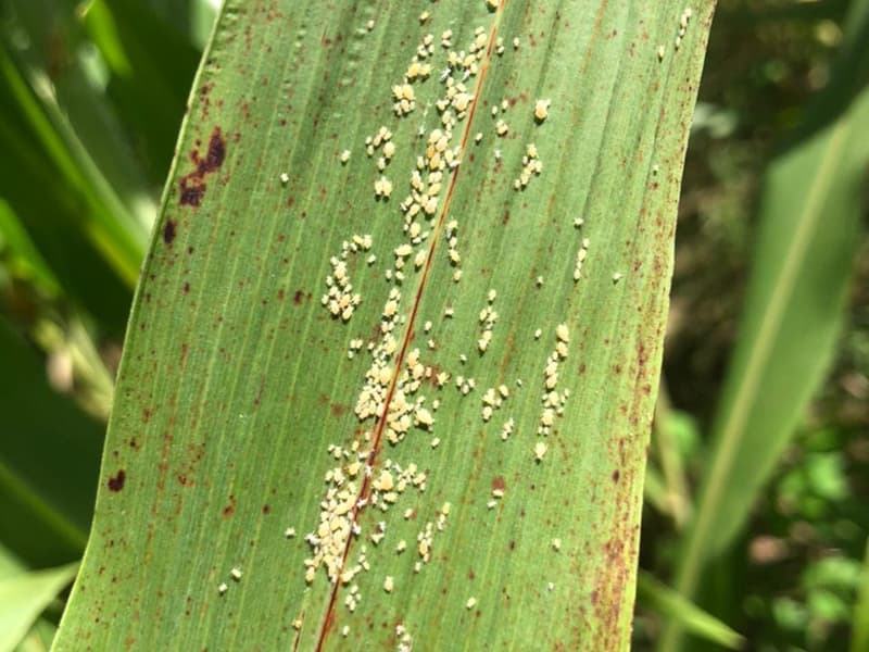 Praga encontrada em lavouras do cereal no Sul, Sudeste e no estado de Goiás é detectada no interior do RN e tem preocupado produtores de sorgo