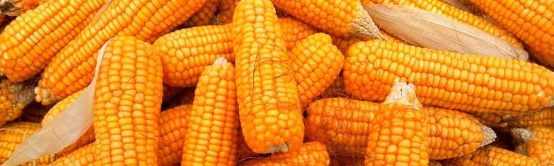 Tradicional Feira do Milho em Natal iniciou nesta terça-feira e disponibiliza serviço de entrega; veja horários