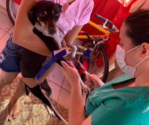 Atendimento domiciliar para animais de estimação cresce durante a pandemia em Natal