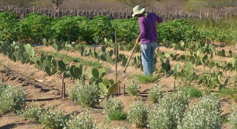 BNDES e fundo internacional criam projeto de R$ 1 bilhão para promover desenvolvimento sustentável no sertão nordestino e beneficiar 250 mil famílias