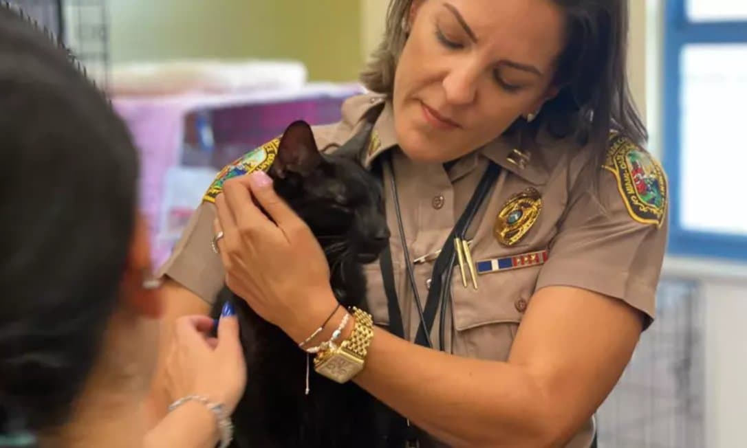 Gato é encontrado com vida após desabamento de prédio em Miami; prefeita fala em ‘milagre'