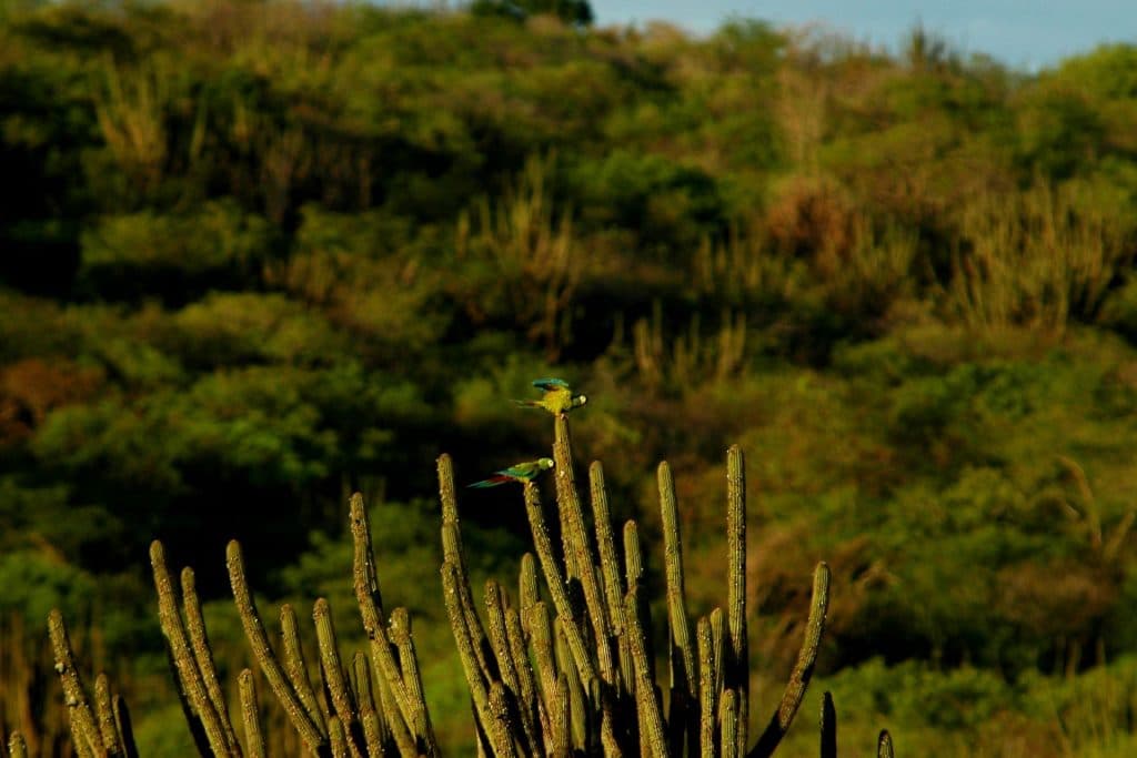 Pesquisadores da UFRN observam ameaças dos parques eólicos à conservação da caatinga