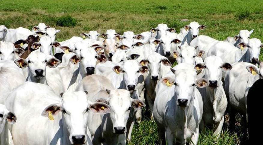 Veto chinês à carne brasileira dura seis semanas e repercute no exterior