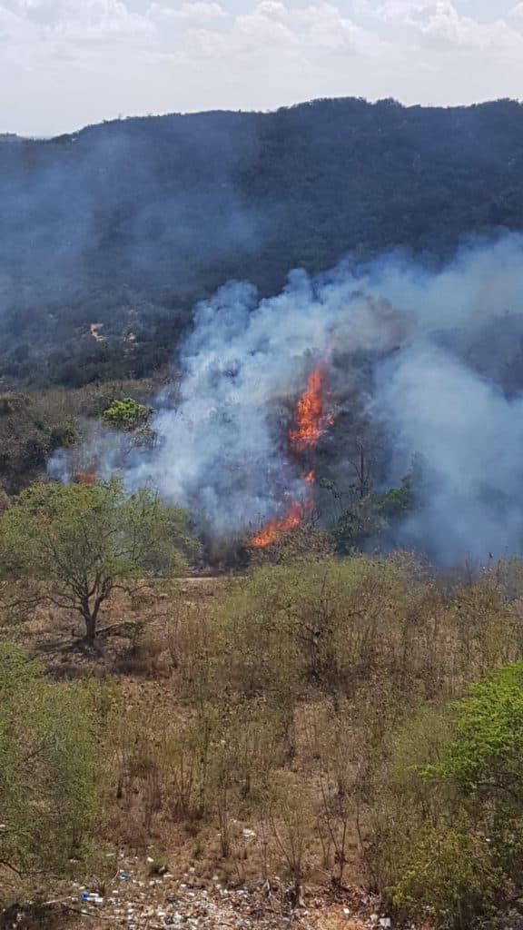 FOTOS: Incêndio de grande proporção atinge parte do Parque da Cidade