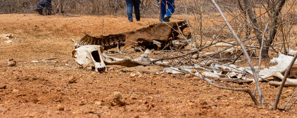 Famílias comem lagartos e restos de animais para matar a fome no RN; confira relatos de famílias