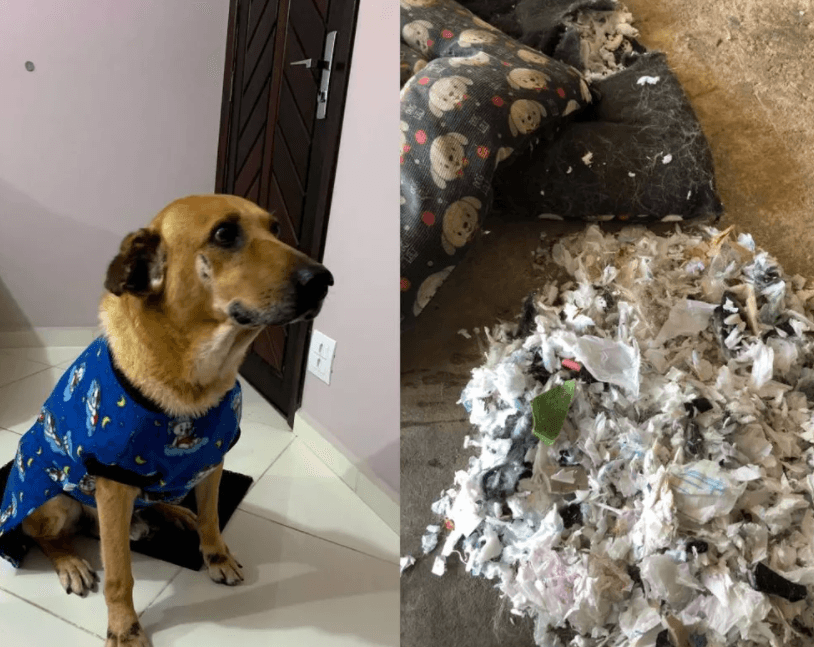 Cão rasga colchonete e dona encontra absorventes usados em vez de espuma
