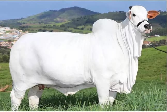 Vaca é leiloada em feira com lance de R$ 7,98 milhões