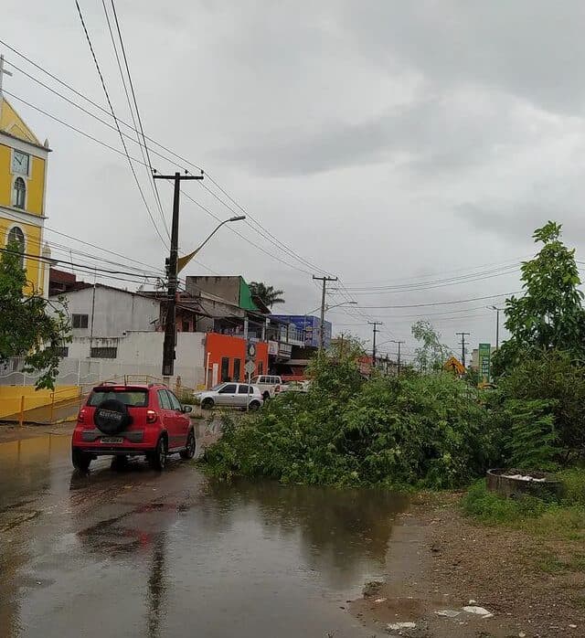 Chuva forte provoca queda de árvore em avenida movimentada de Parnamirim