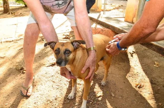 Natal antecipa vacinação antirrábica porta a porta; confira bairros atendidos