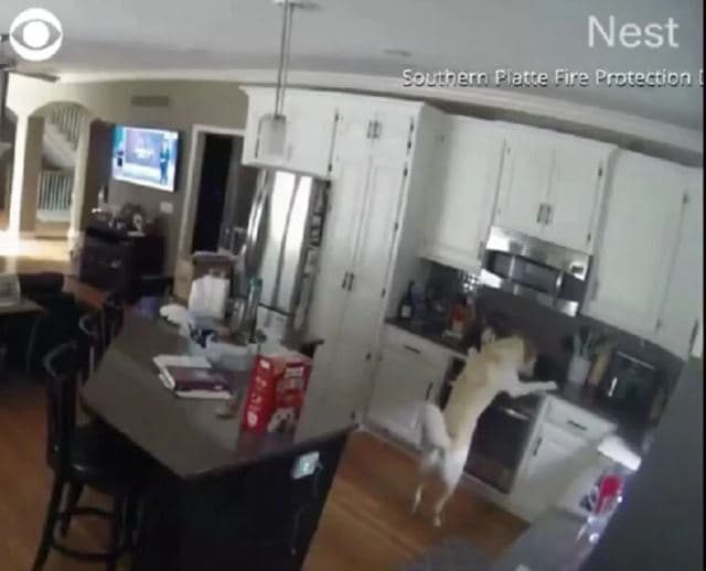 VÍDEO: Cachorro acende fogão por acidente e causa incêndio em cozinha nos EUA
