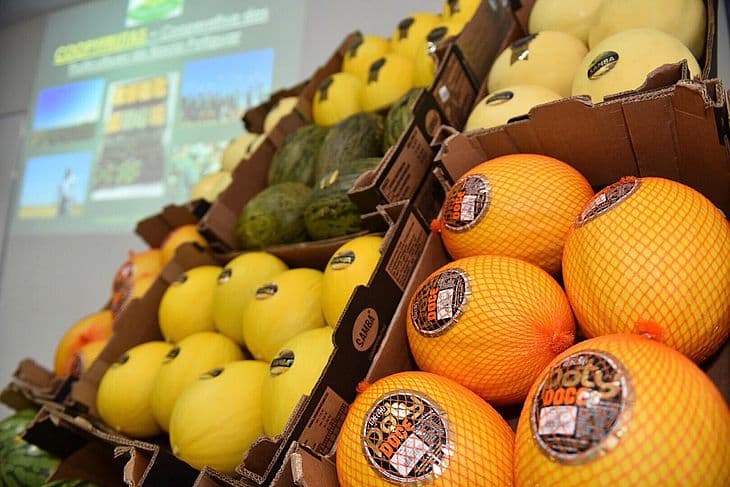 Exportação de frutas do RN da safra 2022 deverá reduzir em até 20%
