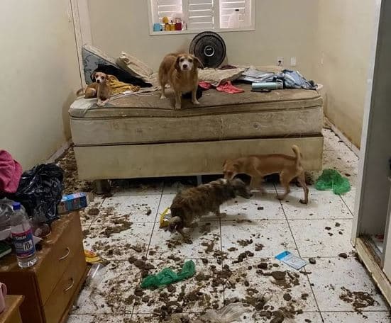 MP denuncia psicóloga por abandono de filho adolescente e maus-tratos de 22 cachorros em Mossoró
