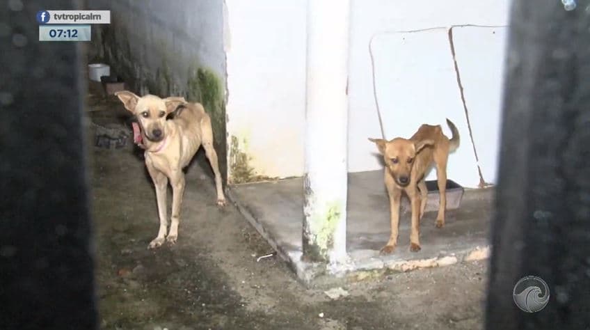 Situação deprimente: Cachorros abandonados são resgatados na zona Oeste de Natal