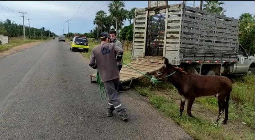 Segurança no trânsito: equipes realizam ação de retirada de animais em vias públicas de Assú