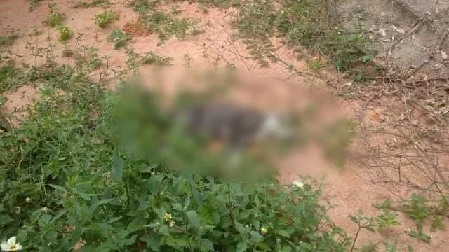 Após morte de pelo menos 10 gatos em um dia, projeto social denúncia envenenamento de animais no RN