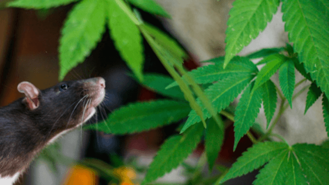 Polícia indiana acusa ratos por sumiço de quase meia tonelada de maconha apreendida