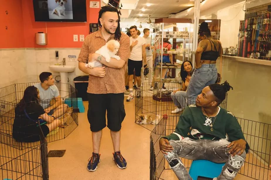 Nova York proíbe lojas de animais de vender cães, gatos e coelhos