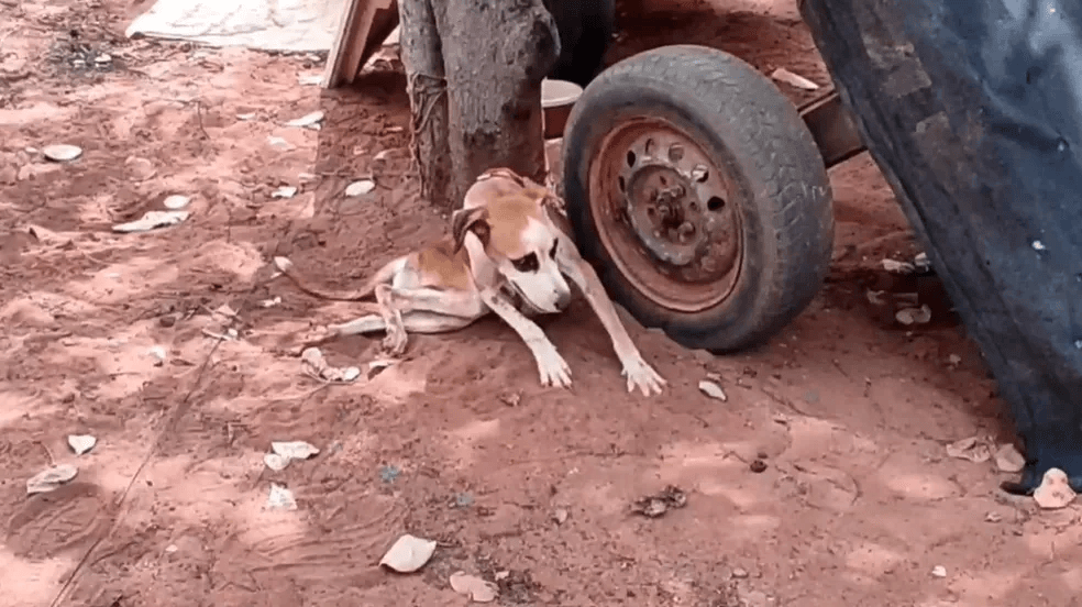 Zona rural de Mossoró vive ‘surto' de cinomose e ‘dezenas' de cães morrem com a doença, diz Secretaria de Saúde