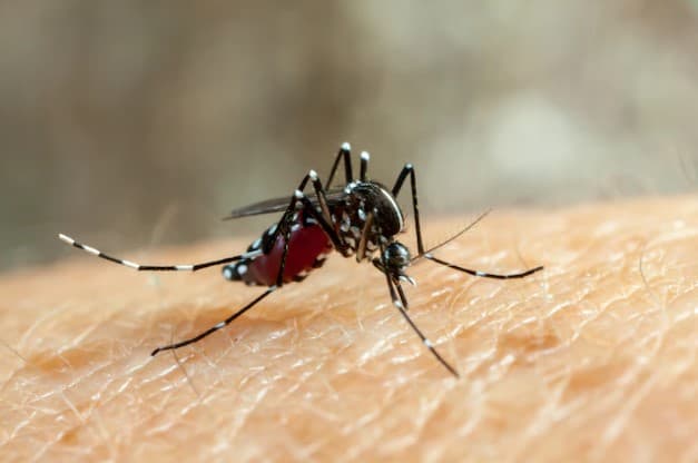 RN teve 28 óbitos confirmados para dengue e chikungunya em 2022