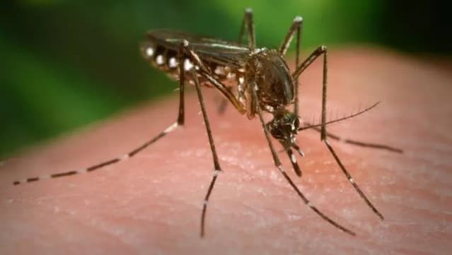 Brasil registra alta de 53% dos casos de dengue nos três primeiros meses de 2023