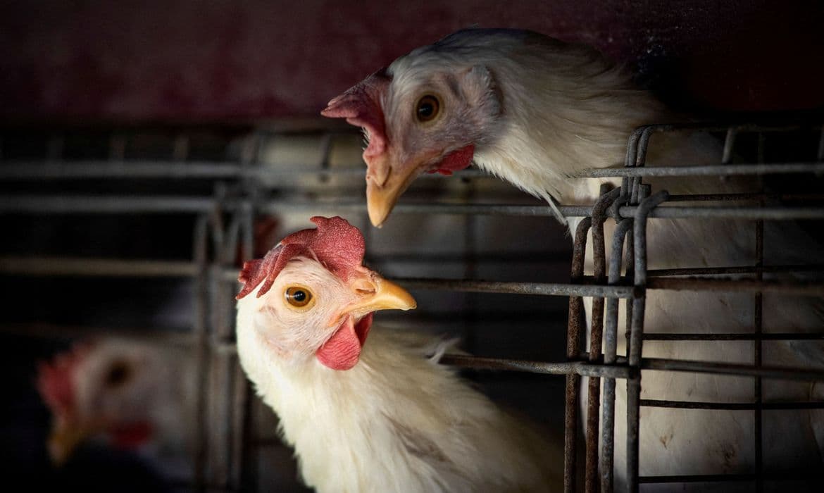 Gripe aviária leva Brasil a decretar estado de emergência zoossanitária