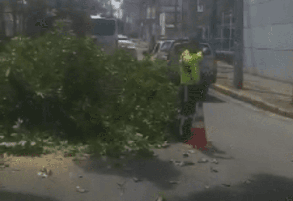 VÍDEO: Galho de árvore cai na Romualdo Galvão e afeta trânsito no sentido Centro