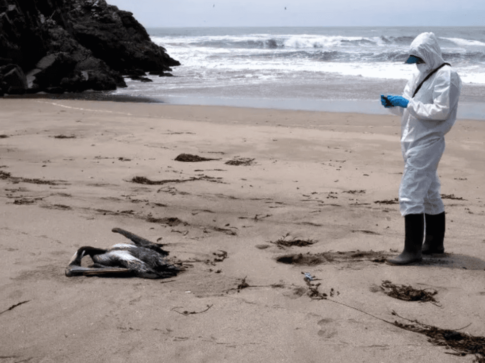 Aves encontradas mortas no litoral do RN têm resultados negativos para gripe aviária