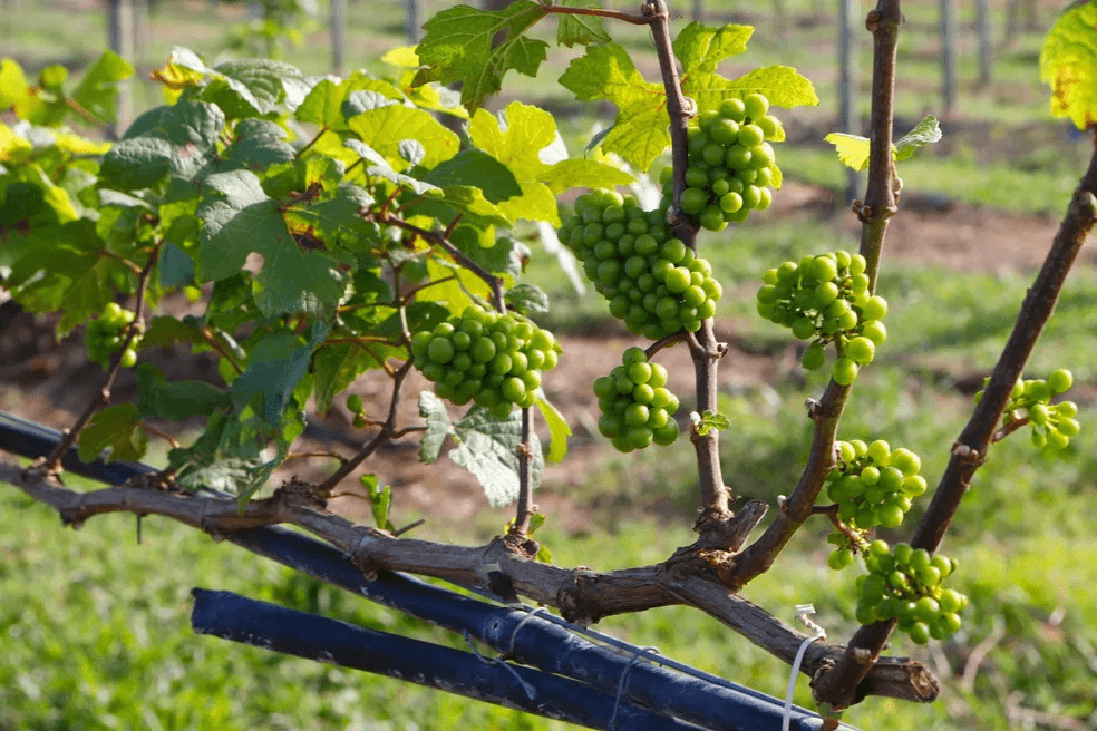 Rio Grande do Norte entra no mercado de produção de vinhos