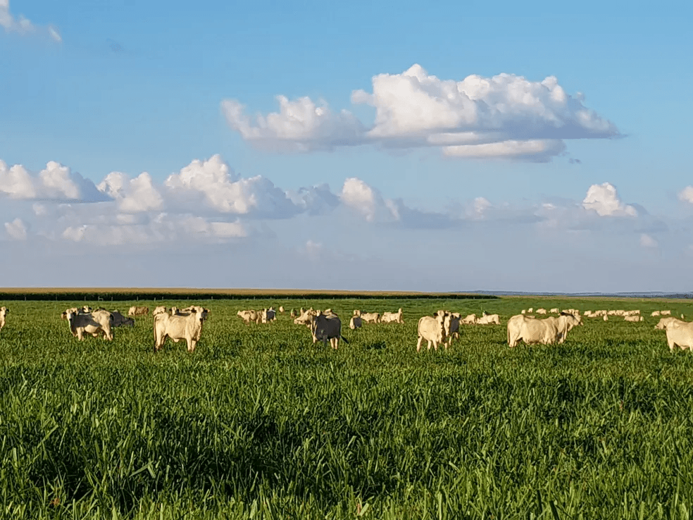 PIB do Brasil cresce 1,9% no 1° trimestre, puxado por disparada da agropecuária, diz IBGE